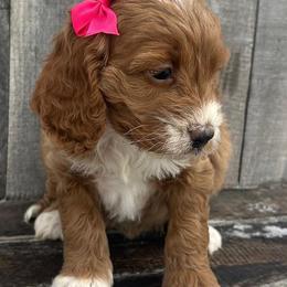 Rita - Red and white female Cockapoo puppy in Mint Hill, North Carolina from DoodleForever
