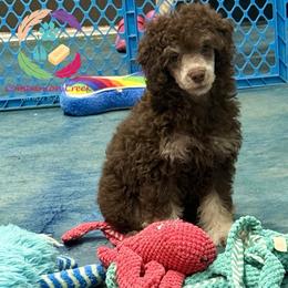 Tenderheart Bear - Phantom male Poodle puppy in Bowman, Georgia from Companion Creek Farm
