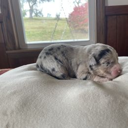 Fleur - Blue merle female Australian Shepherd puppy in Nicktown, Pennsylvania from Moss Crick Australian Shepherds