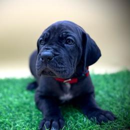 Taco - Black female Great Dane puppy in Grand Junction, Colorado from Top Brackett Danes