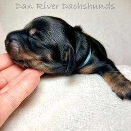 Java - Black and tan male Dachshund puppy in Vale, North Carolina from Dan River Dachshunds