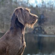 Lady - Pudelpointer