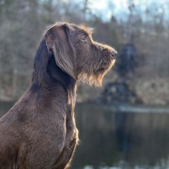 Lady - Pudelpointer