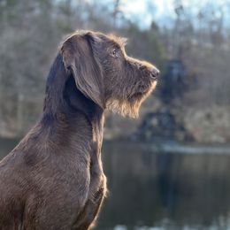 Lady - Pudelpointer