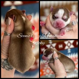 Ricky - Red and white male Pomsky puppy in Rossville, Georgia from Scenic City Pomskies