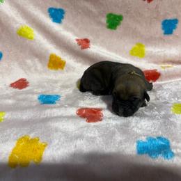 Tan Collar N - Fawn male Cane Corso puppy in Paris, Texas from Knucklehead Cane Corso