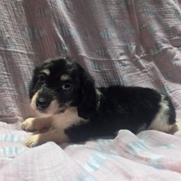 Fay - Piebald female Dachshund puppy in Tuscaloosa, Alabama from Watermelon Doxies