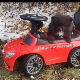 Pomeranian Puppies from Fancy Paws Pomeranian
