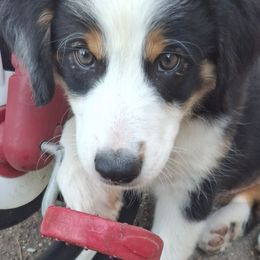 Aussiedoodle and Miniature Australian Shepherd Puppies from Aussies Acre