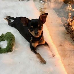 Chihuahuas from Lil Bit Puppies