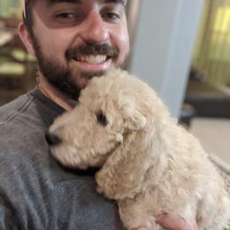 Goldendoodle Puppies from Pat's Poodle Pups & Moore