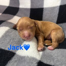 Jack - Apricot male Cavapoo puppy in Greensburg, Kentucky from Doodle Me Crazy
