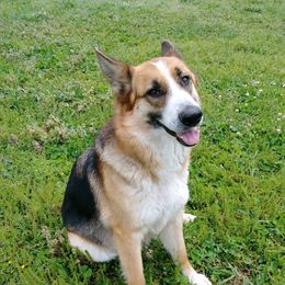 Misty - German Shepherd