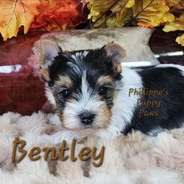 Bentley - Parti male Yorkshire Terrier puppy in Adair, Oklahoma from Phillippe's Puppy Paws