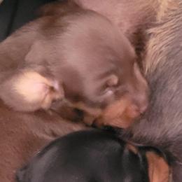 Wrangler - Chocolate and tan male Dachshund puppy in Moriarty, New Mexico from SW Doxie Hounds
