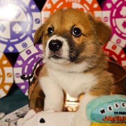Mochaccino-Deuce-docked tail - Red male Pembroke Welsh Corgi puppy in Deming, New Mexico from Dragon Ridge Corgis