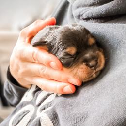 Cavalier King Charles Spaniel, Companion Cross, and Miniature Australian Shepherd Puppies from The Darling Pup