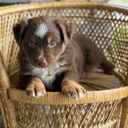 Rockies - Red tri male Miniature Australian Shepherd puppy in Grinnell, Iowa from Rural Iowa Aussies & Doodles