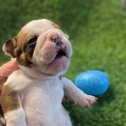 Jerry - Red brindle and white male Bulldog puppy in Seneca, South Carolina from Burrell’s Bulldog Kingdom