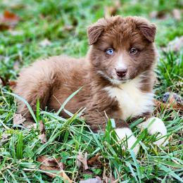 Boy 1 - Red & white male Australian Shepherd puppy in Keyser, West Virginia from Heartfelt Hollow Farm