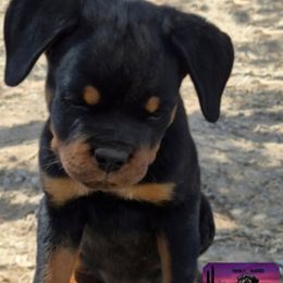 Rottweiler Puppies from Sunset State Rotts