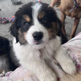 Sassy - Black tri-color female Australian Shepherd puppy in Brownsville, Pennsylvania from Robyne's Aussies