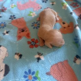 3 - Cream male Dachshund puppy in Lakecreek, Oregon from Forever Doxie