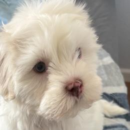 Pomeranians and Shih Tzus from Premium Pom’s and Tzu’s