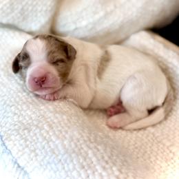 Boy 1 - Chocolate merle male Bernedoodle puppy in Salt Lake County, Utah from Coco Avenue Pups