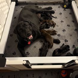 Labrador Retriever Puppies from Hillstone Labradors