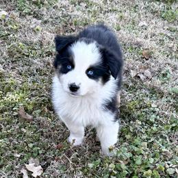 Lilly - Black tri-color female Australian Shepherd puppy in Mount Vernon, Texas from RJ's Aussie Posse