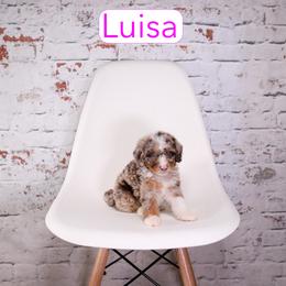 Luisa - female Aussiedoodle puppy in Calhoun, Georgia from Happy Top Doodles
