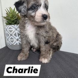 Charlie - Merle Goldendoodle puppy in Palestine, Texas from KK's Doodle Bunch