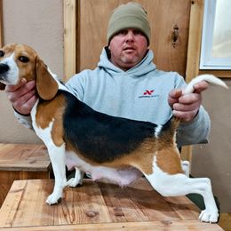 Gabby - Beagle