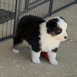 Boy 2 - Black tri-color male Australian Shepherd puppy in Phoenix, Arizona from Heartfire Aussies