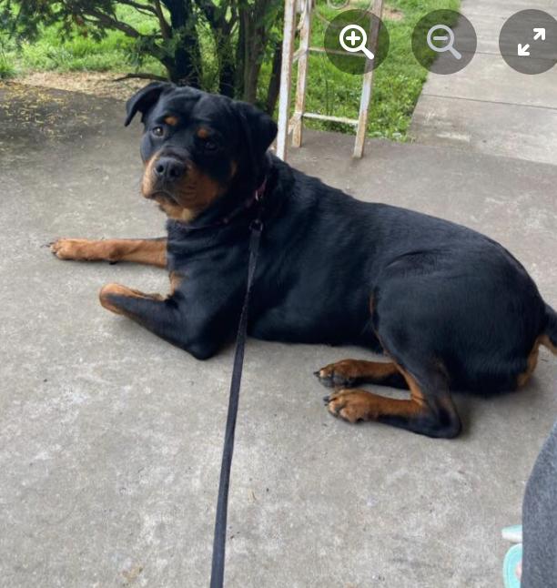 Lisa Harmon's Rottweilers in Indiana | Rottweiler puppies | Good Dog
