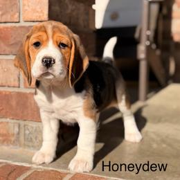Honeydew - Black tan and white female Beagle puppy in Mansfield, Missouri from Rippee Creek Kennel