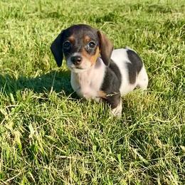 Girl 1 - Piebald female Dachshund puppy in Sedgewickville, Missouri from Heritage Boerboels