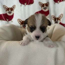 Cary Grant - Red male Pembroke Welsh Corgi puppy in Louisburg, North Carolina from Lucky Penny Corgis
