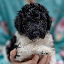 Reynie - Parti male Poodle puppy in Grimsley, Tennessee from Above Standard Poodles