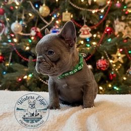 Thunder - Blue male French Bulldog puppy in Strunk, Kentucky from Waters Edge French Bulldogs LLC