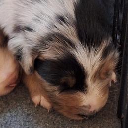 SELENE-bmf3 - Blue merle female Australian Shepherd puppy in Salem, Arkansas from Patchwork Kennels