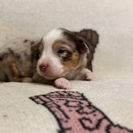 Miniature Australian Shepherd Puppies from B&B Little Aussie Gems