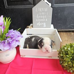 Bulldog Puppies from Mandy Judd