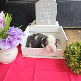 Bulldog Puppies from Mandy Judd