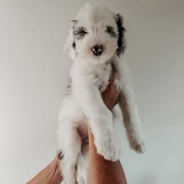 Joey. - Blue merle and white male Sheepadoodle puppy in Wabash, Indiana from DOODCompany