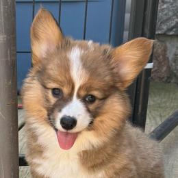 Iris - Sable female Pembroke Welsh Corgi puppy in Wisconsin from Kerry Chapman Tender Heart Corgi’s