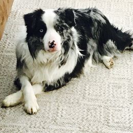 Camo - Border Collie