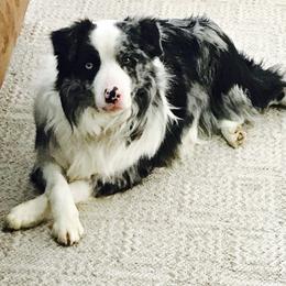 Camo - Border Collie