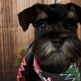 Lily - Miniature Schnauzer